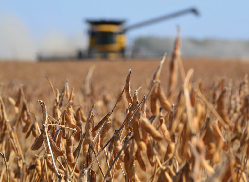 Soybean Harvest northern Iowa