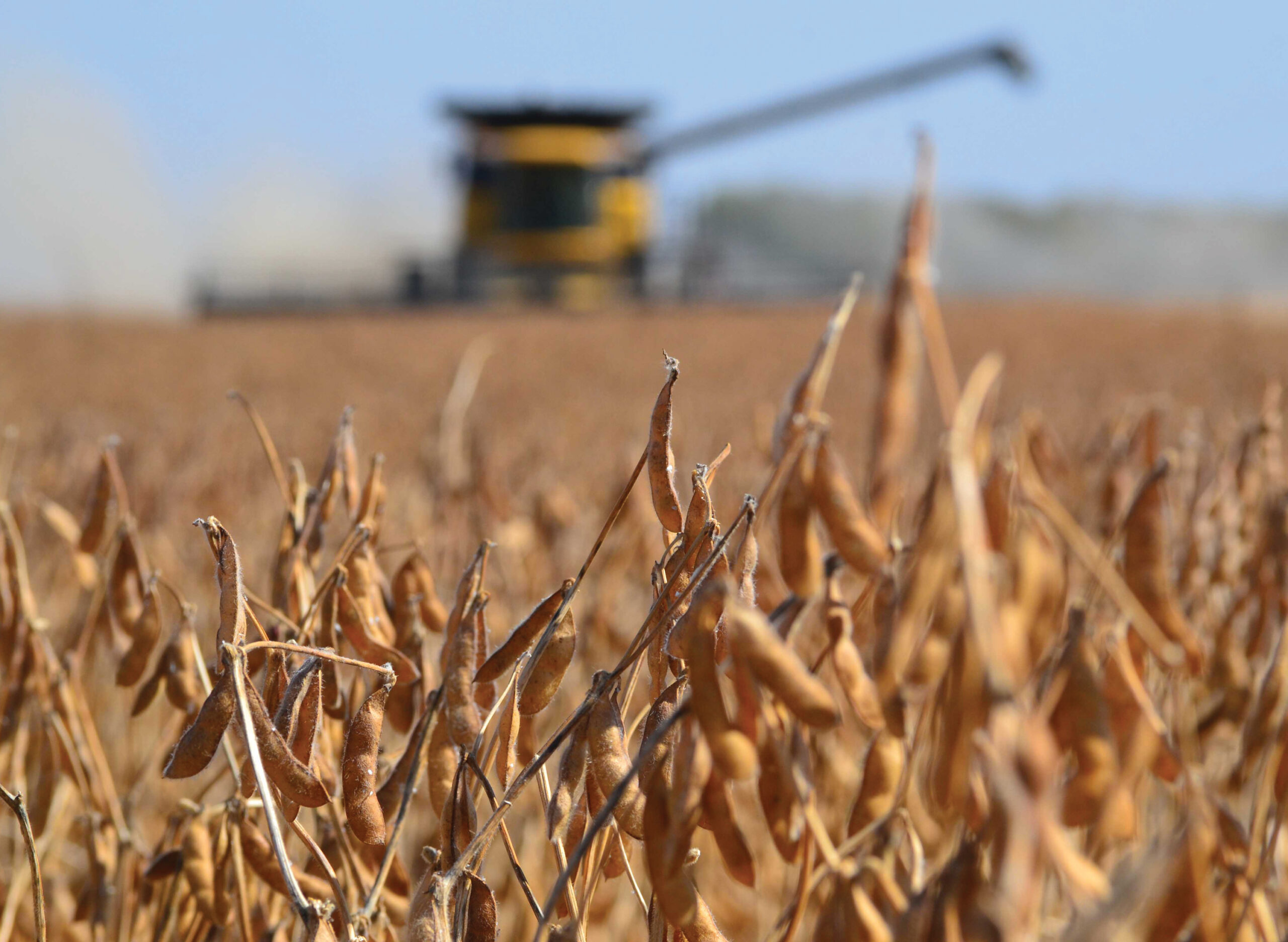 Soybean Harvest northern Iowa