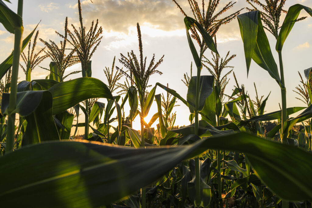 Field corn with sun Getty