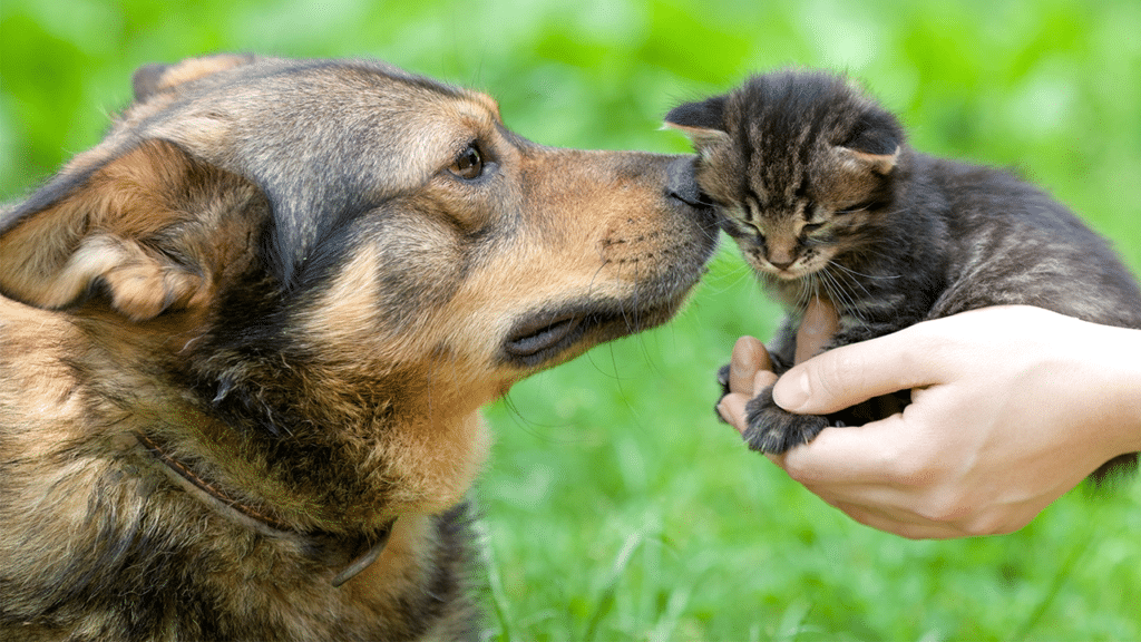 cat or dog person
