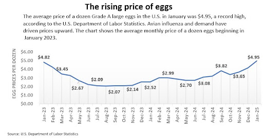 Grade A large egg prices
