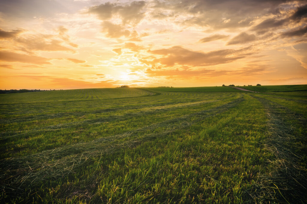 Sunset at cultivated land in the countryside on a spring evening with cloudy sky background. Procurement of food for animals. Combined field. Springtime landscape. Vintage film aesthetic.