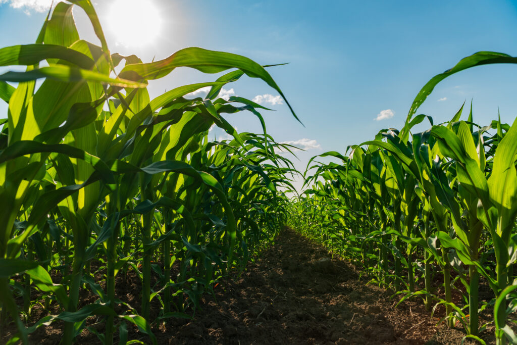 Tall corn stalks grow robustly in a vibrant field under the bright sun. The lush green leaves stretch toward the azure sky, showcasing the beauty of agricultural growth during a serene afternoon