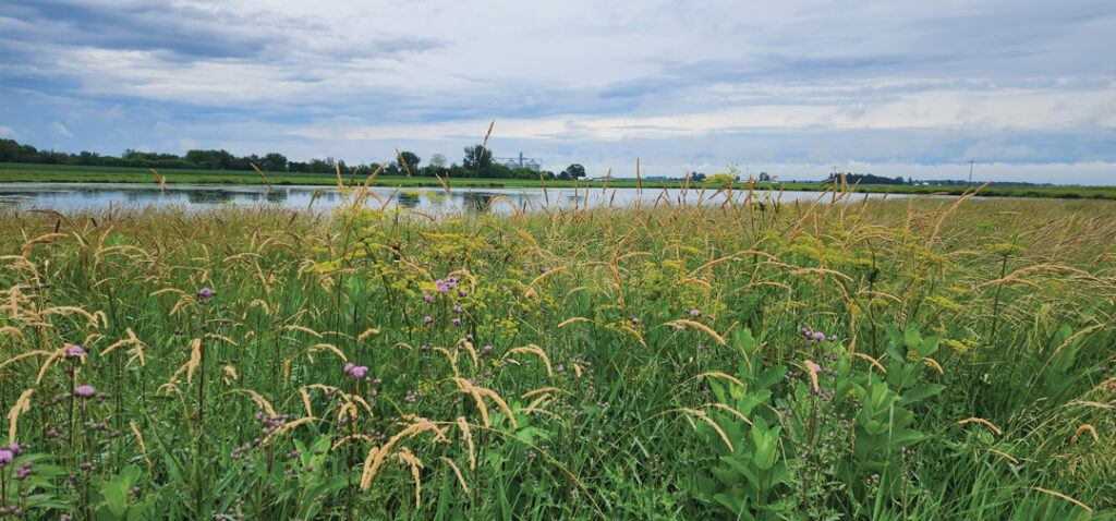 Batch wetland in Polk County (1)